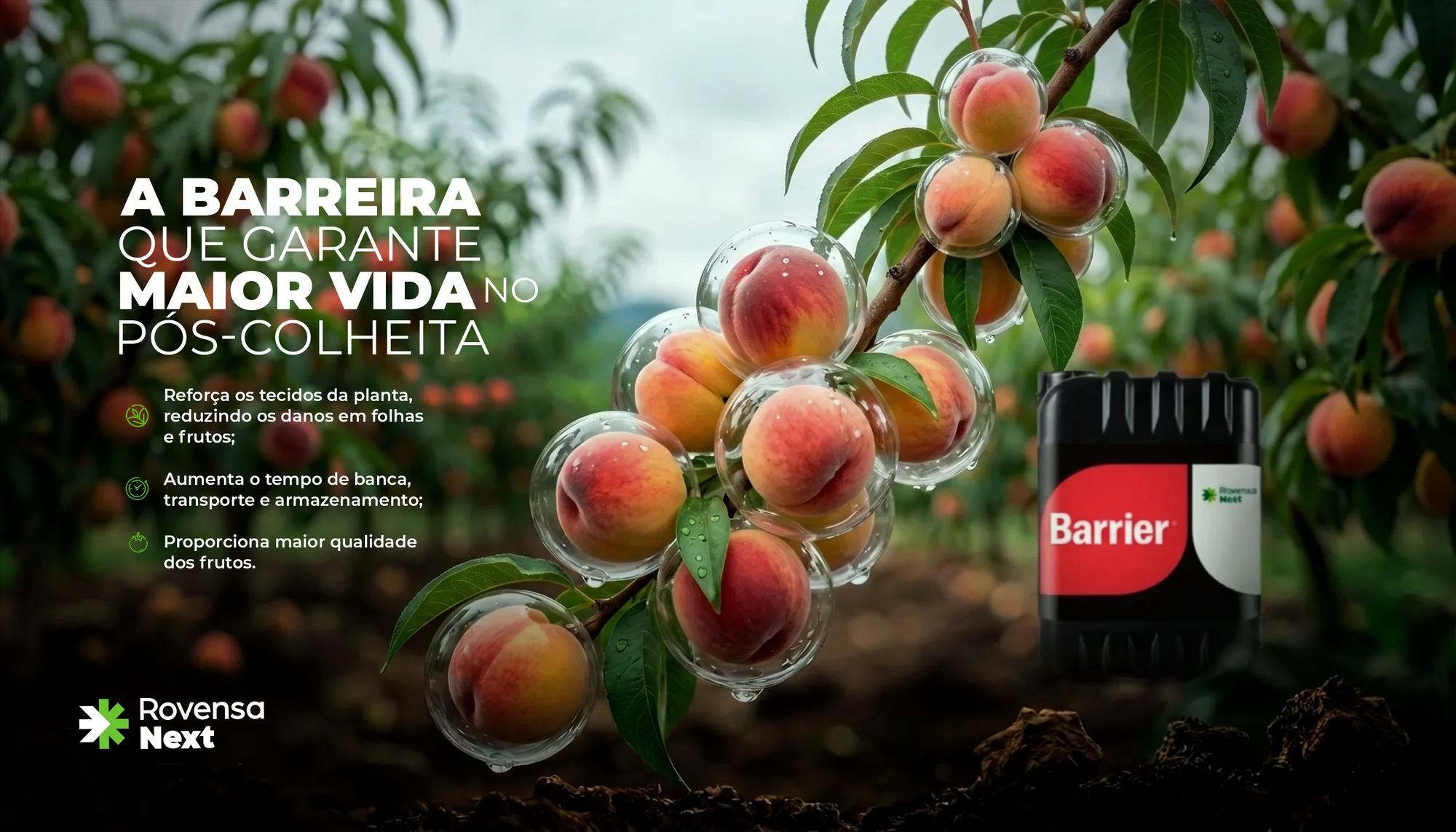 Pêssegos no galho envoltos em bolhas transparentes, ao lado da embalagem Barrier.