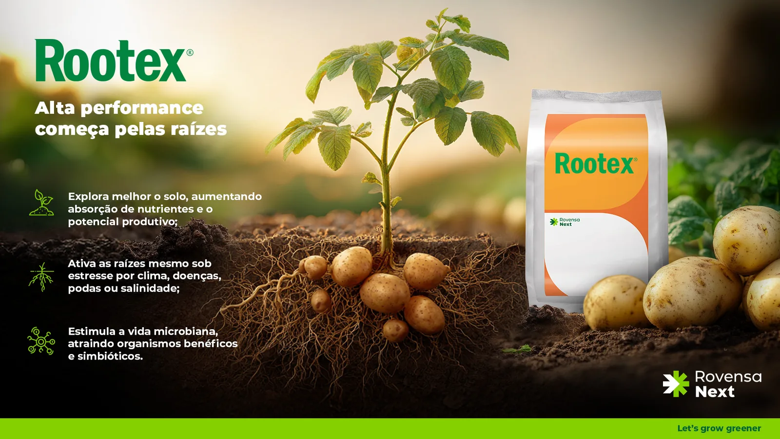 Planta de batata com raízes e tubérculos expostos ao lado do saco de Rootex.